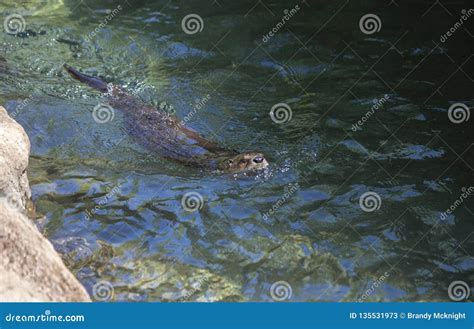 River Otter Swimming stock image. Image of adorable - 135531973