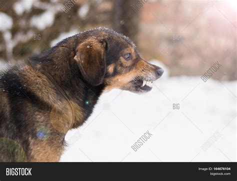 Barking Enraged Angry Image & Photo (Free Trial) | Bigstock