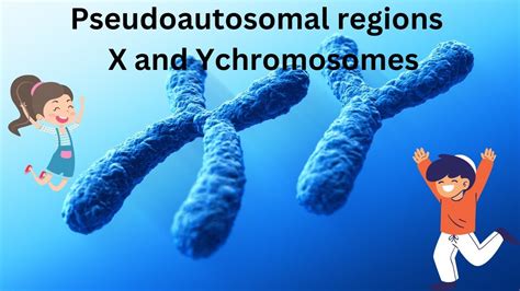 Pseudoautosomal Genes and Pseudoautosomal Regions - Explained - YouTube