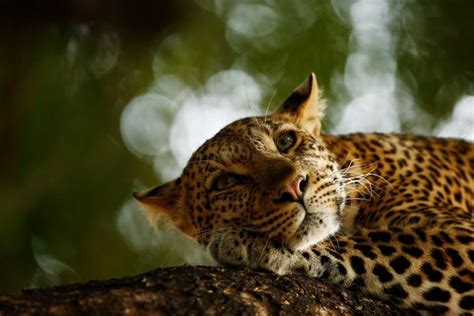 Wildlife Photos That Will Make You See Animals in a New Light - Business Insider