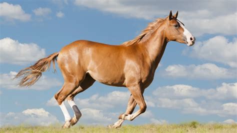 9 Native American Horse Breeds and Their Roles in History