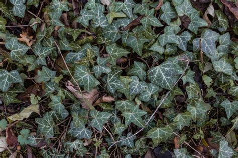 Free Stock Photo of Ivy leaves - Background | Download Free Images and Free Illustrations