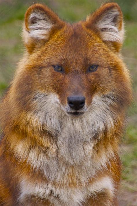 Dhole by James Selwood / 500px | Wild dogs, Animals beautiful, Cute animals