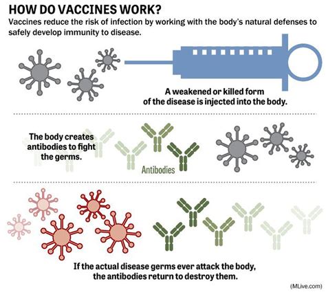 How do vaccinations work? The science of immunizations - mlive.com