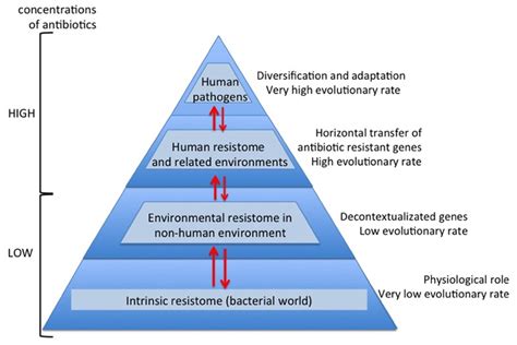 Overview evolutionary processes of the antibiotic resistance. During ...