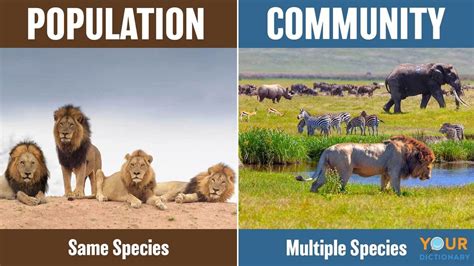 Main Difference Between a Population and a Community | YourDictionary