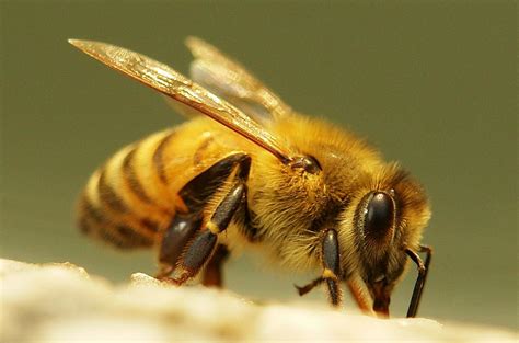 Asiatic Honeybee (Apis cerana, Apidae) | 蜂