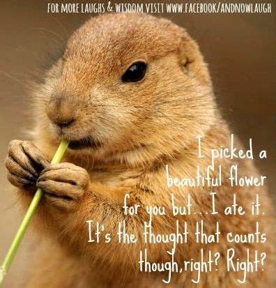 7 best Flower Memes images on Pinterest | Funny stuff, Adorable animals ...