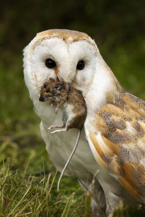 Barn Owl captures a field mouse. A Barn Owl (Tyto alba) captures a ...