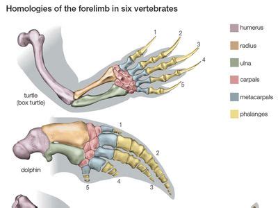 Homology | evolution | Britannica