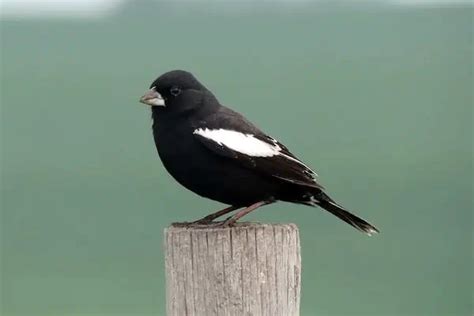 22 Black-and-White Birds (in North America) - Bird Feeder Hub