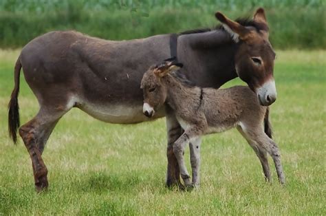 Donkey | Animal Wildlife