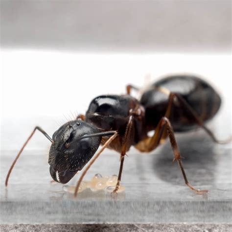 Carpenter Ants Identification