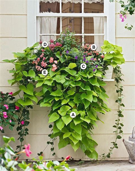 variety-plants-white-window-planter-letters-D9RTWDT-42LBPoASnRSrXi ...