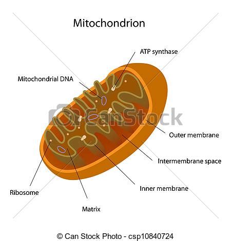 Ribosomes clipart 20 free Cliparts | Download images on Clipground 2024