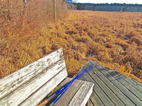 Beaver Wetlands – From My Window