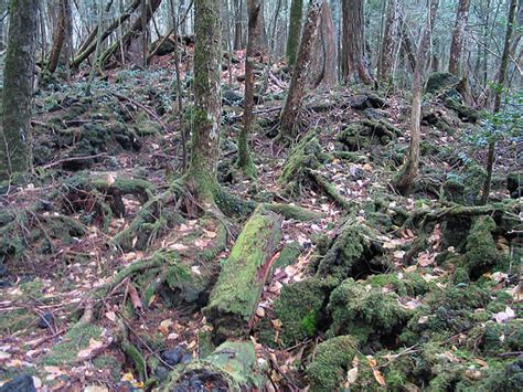 Aokigahara Forest - Aokigahara Pictures