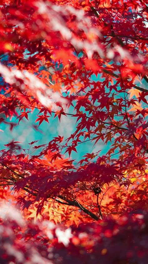 Beautiful Red Maple Leaves iPhone wallpapers. Tap to see more Fall season iPhone wallpapers ...