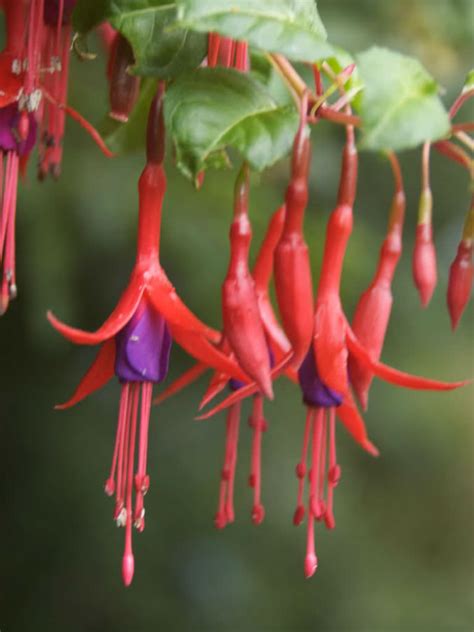 Fuchsia magellanica (Hardy Fuchsia) - World of Flowering Plants