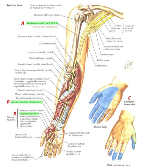 Nerves:Arm/Shoulder:Median nerve course, relations and innervation | RANZCRPart1 Wiki | Fandom