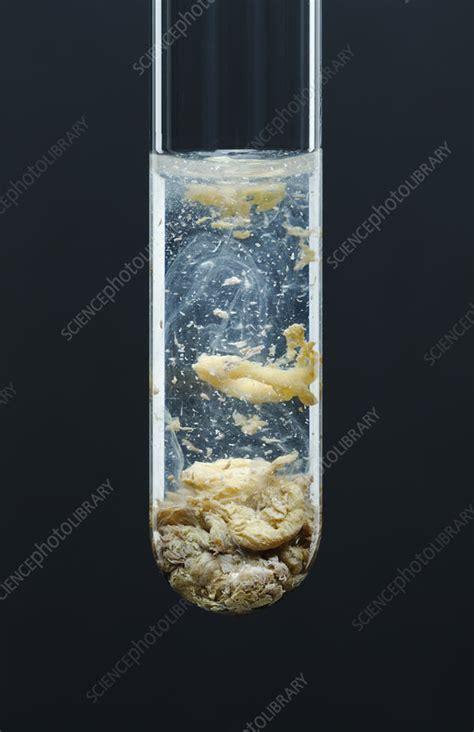 Silver phosphate precipitate, 2 of 3 - Stock Image - C030/7604 - Science Photo Library