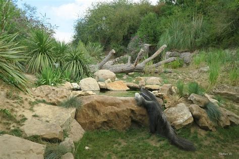 South America Enclosure with giant anteaters - ZooChat