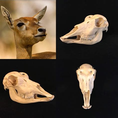 Blackbuck or Indian Antelope skull, adult female - Antilope cervicapra - 22 x 9 x 13 cm - Catawiki