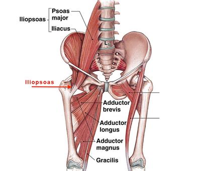 Hip Injuries Iliopsoas tendinitis pain in the hip