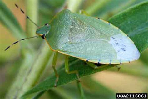 green stink bug - Chinavia halaris (Say)