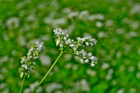 Beneficial Buckwheat - Lewis Ginter Botanical Garden