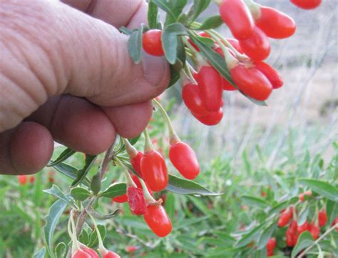 The Goji Berry Plant: Grow the Alpha Superfood in Your Garden - Countryside