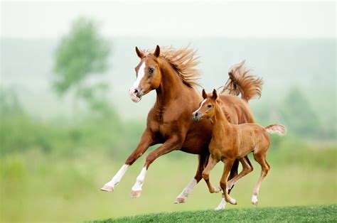 Equine West Nile Virus Hewitt, TX 76643 - Judd Veterinary Clinic