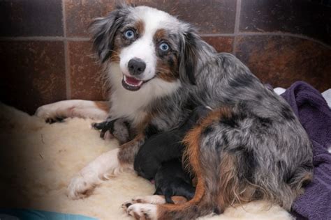 Tiny Toy Aussie Pups For Sale!! - RL Valley Ranch Aussies