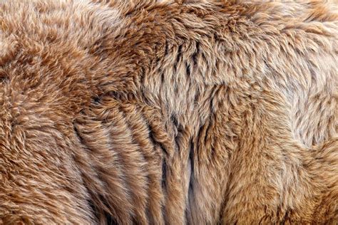 2,266 Bear Fur Texture Stock Photos - Free & Royalty-Free Stock Photos from Dreamstime