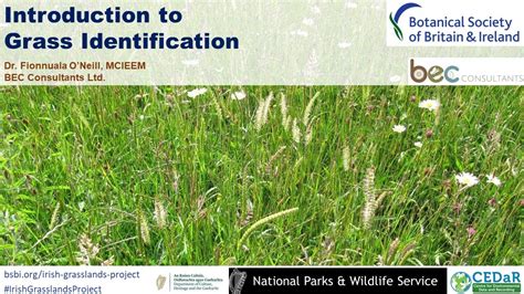 Introduction to Grass Identification - YouTube