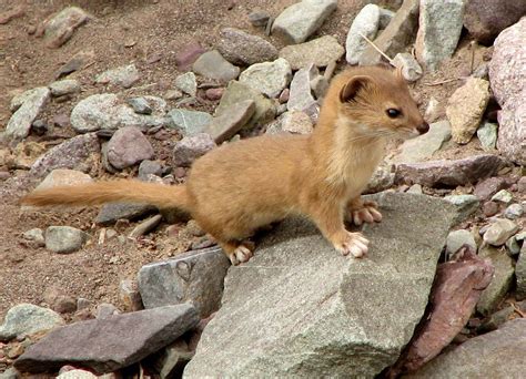 Weasel | Mustelidae, Habitat & Adaptations | Britannica