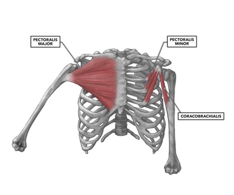 CrossFit | Shoulder Muscles, Part 1: Anterior Musculature