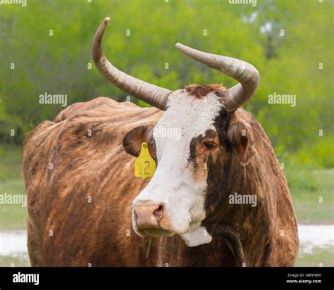 South Texas range cattle that have been crossed with Brahman cattle ...