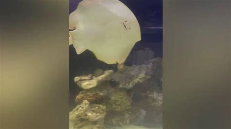 Scientists Find Remarkable Explanation for How a Virgin Stingray Got Pregnant