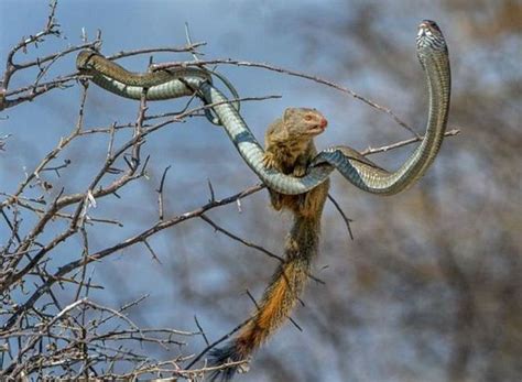 Mongoose Takes Down A Snake And Eats Him For Lunch - Barnorama