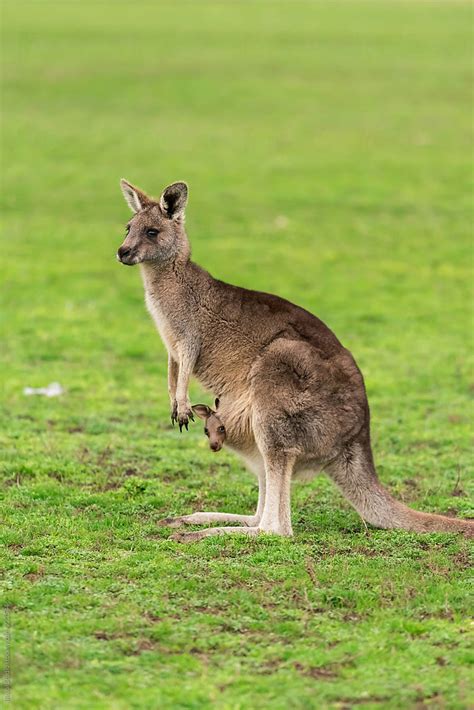 Joey Baby Kangaroo | ubicaciondepersonas.cdmx.gob.mx