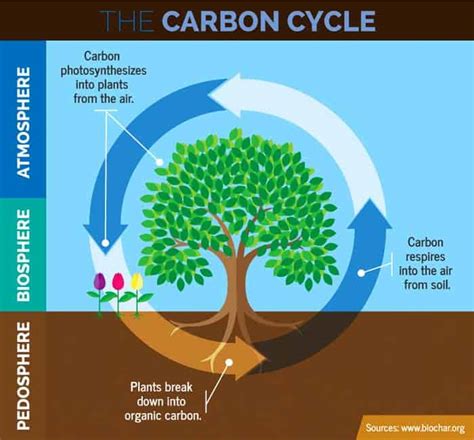 Carbon Cycle Steps | Definition,Types & Importance | Biology Explorer