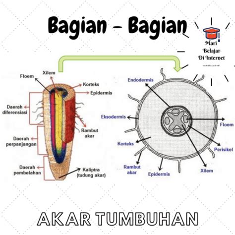 Struktur Akar Dan Fungsinya Sekolah Siswa - Riset