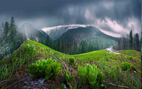 mist, Nature, Landscape, Spring, Mountain, Forest, Clouds, Rain, Trees ...