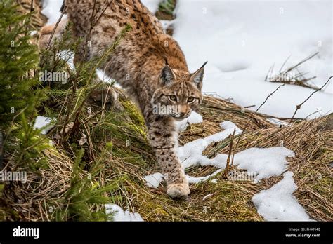 Eurasian lynx (Lynx lynx) hunting in the taiga in melting snow in spring Stock Photo - Alamy