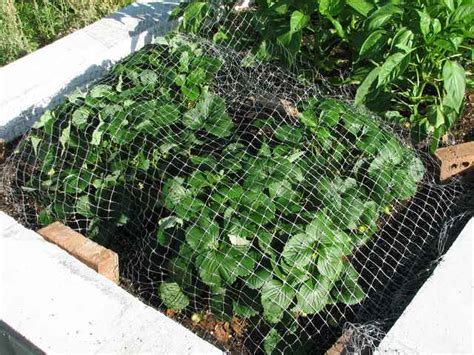 Netting to Protect the Garden – The Southern Agrarian