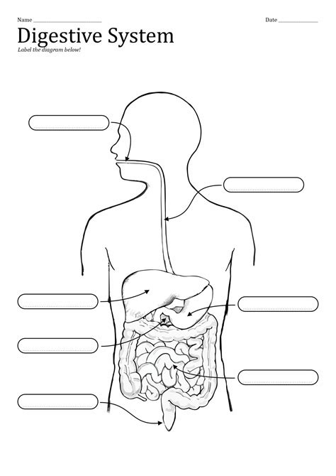 11 Unlabeled Digestive System Diagram Worksheet | Digestive system ...