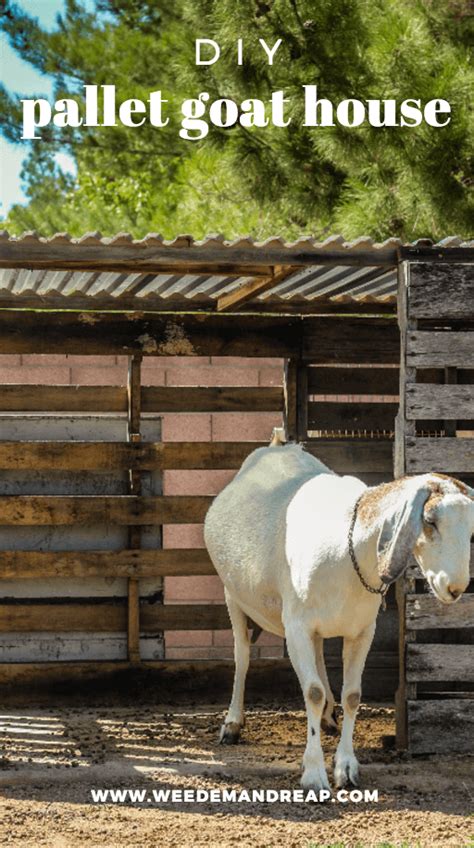 DIY: Make a Free Goat House from PALLETS - Weed 'em & Reap