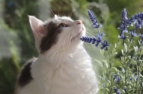 Cat and lavender. Original public | Free Photo - rawpixel