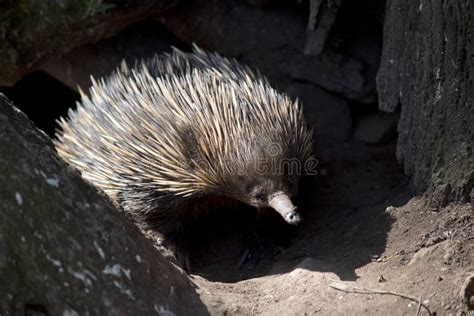 Echidna spines closeup stock image. Image of spines - 161061741